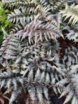Wietlica japońska 'Silver Falls' - Athyrium niponicum 'Silver Falls'