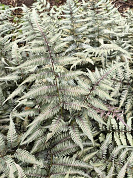 Wietlica japońska 'Silver Falls' - Athyrium niponicum 'Silver Falls'