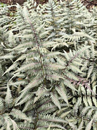 Wietlica japońska 'Silver Falls' - Athyrium niponicum 'Silver Falls'