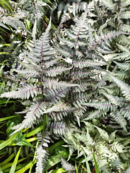 Wietlica japońska 'Pewter Lace' - Athyrium niponicum 'Pewter Lace'