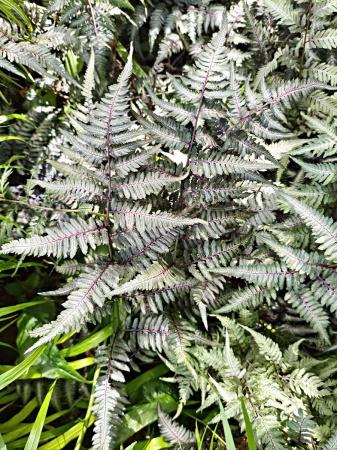 Wietlica japońska 'Pewter Lace' - Athyrium niponicum 'Pewter Lace'