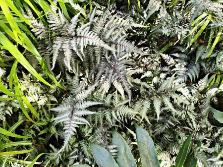 Wietlica japońska 'Pewter Lace' - Athyrium niponicum 'Pewter Lace'