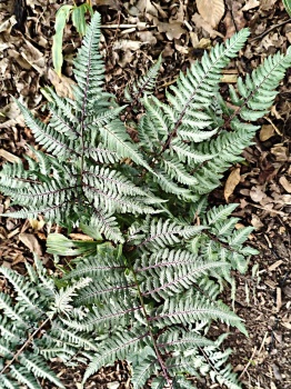 Wietlica japońska 'Metallicum' - Athyrium niponicum 'Metallicum'. 1