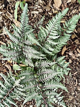 Wietlica japońska 'Metallicum' - Athyrium niponicum 'Metallicum'. 1