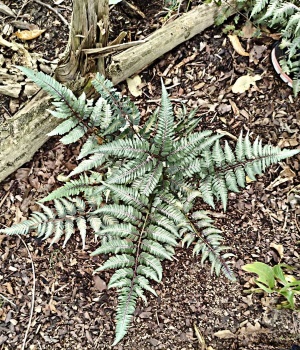 Wietlica japońska 'Metallicum' - Athyrium niponicum 'Metallicum'. 2
