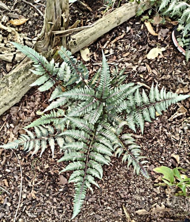 Wietlica japońska 'Metallicum' - Athyrium niponicum 'Metallicum'. 2