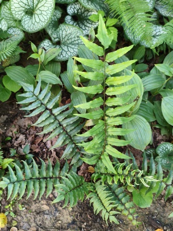 Paprotnik Fortune'a - Cyrtomium fortunei. 1