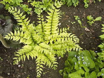 Paprotnik Fortune'a 'Clivicola' - Cyrtomium fortunei 'Clivicola'. 1