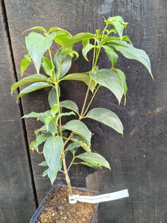 Dereń kolumnowy FLOWER TOWER „ZuilB1” PBR Cornus kousa 1