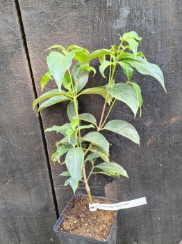 Dereń kolumnowy FLOWER TOWER „ZuilB1” PBR Cornus kousa