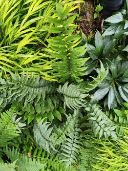 Paprotnik Fortune'a - Cyrtomium fortunei. 2