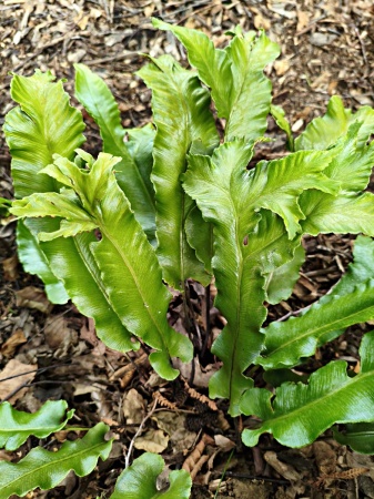 Języcznik zwyczajny 'Furcata' -  Asplenium scolopendrium 'Furcata'