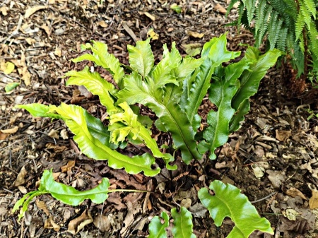 Języcznik zwyczajny 'Furcata' -  Asplenium scolopendrium 'Furcata'
