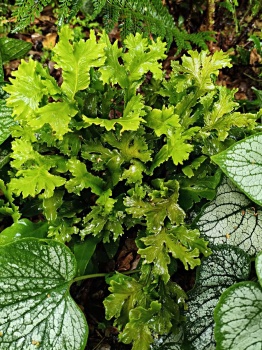 Języcznik zwyczajny 'Cristata' - Asplenium scolopendrium 'Cristata'
