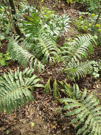 Pióropusznik wschodni - Matteuccia orientalis. 2