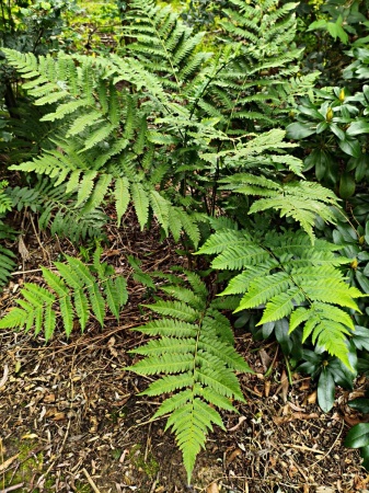 Narecznica Goldiego - Dryopteris goldiana. 1