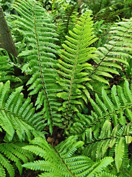 Nerecznica Busch'a - Dryopteris buschiana. 1