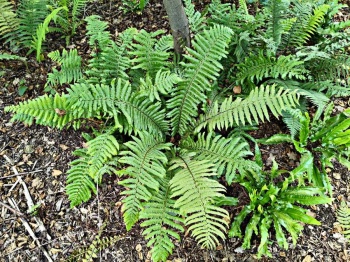 Nerecznica Busch'a - Dryopteris buschiana. 2
