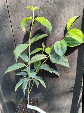 Dereń 'Stellar Pink' - Cornus ‘Stellar Pink’