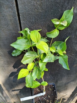 Dereń kousa ‘Kea’  - Cornus kousa 'Kea'