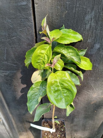 Dereń kwiecisty 'Royal Red' - Cornus florida 'Royal Red'