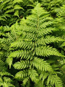 Paproć drzewiasta - Sphaeropteris cooperi. 1