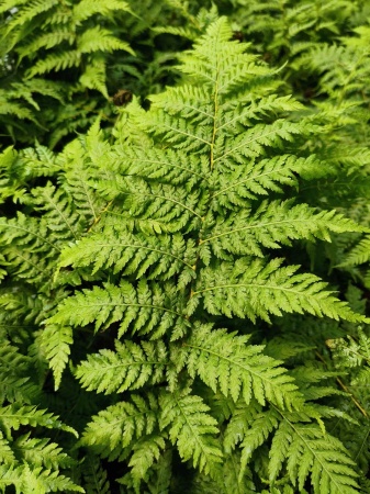 Paproć drzewiasta - Sphaeropteris cooperi. 1
