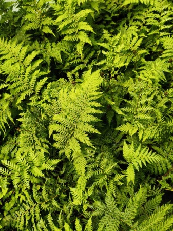 Paproć drzewiasta - Sphaeropteris cooperi. 2