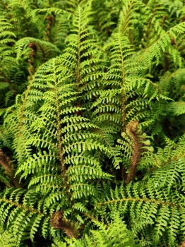 Paproć drzewiasta - Cyathea tomentosissima. 1