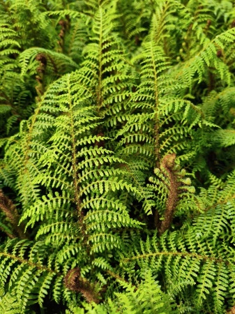 Paproć drzewiasta - Cyathea tomentosissima. 1