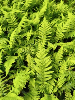 Zachyłka zbiegającopierzasta - Thelypteris decursive-pinnata. 1