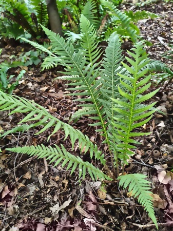 Zachyłka zbiegającopierzasta - Thelypteris decursive-pinnata. 2