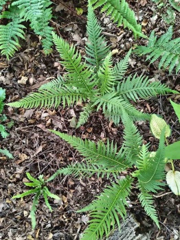 Zachyłka zbiegającopierzasta - Thelypteris decursive-pinnata. 3