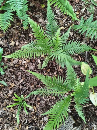 Zachyłka zbiegającopierzasta - Thelypteris decursive-pinnata. 3