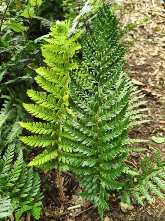 Paprotnik Brauna - Polystichum braunii. 1
