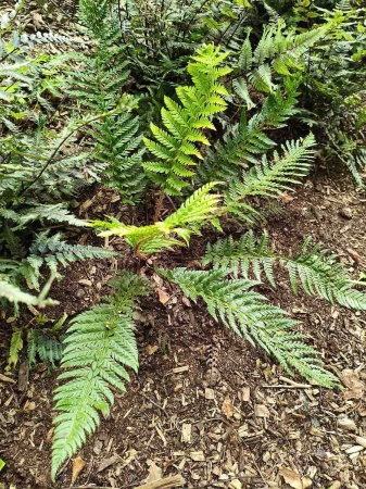 Paprotnik Brauna - Polystichum braunii. 2