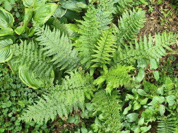 Nerecznica brzegowa - Dryopteris marginalis. 2