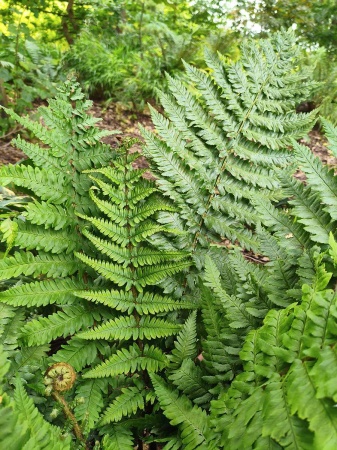 Nerecznica brzegowa - Dryopteris marginalis. 1