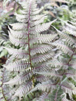 Wietlica japońska 'Burgundy Lace' - Athyrium niponicum 'Burgundy Lace'