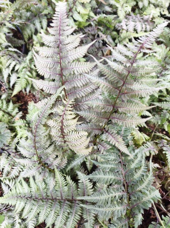 Wietlica japońska 'Burgundy Lace' - Athyrium niponicum 'Burgundy Lace'
