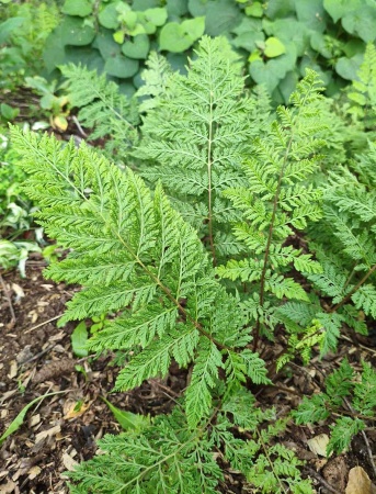 Wietlica samicza 'Vernoniae' - Athyrium filix-femina 'Vernoniae'