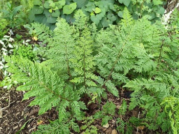 Wietlica samicza 'Vernoniae' - Athyrium filix-femina 'Vernoniae'