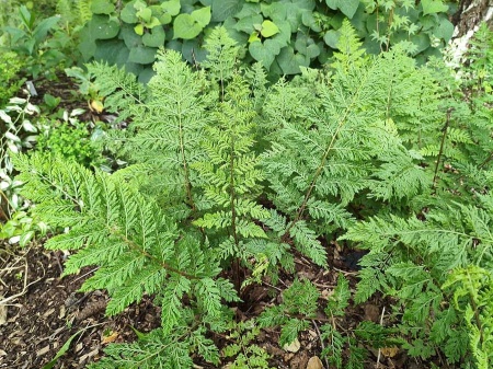 Wietlica samicza 'Vernoniae' - Athyrium filix-femina 'Vernoniae'