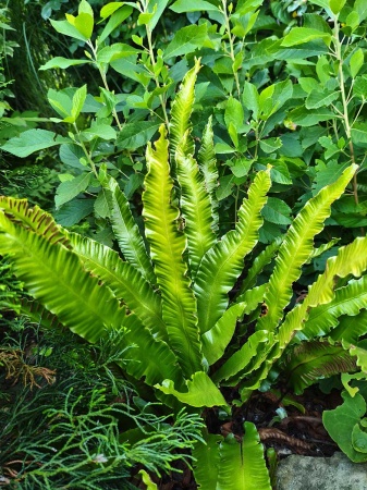 Języcznik zwyczajny - Asplenium scolopendrium