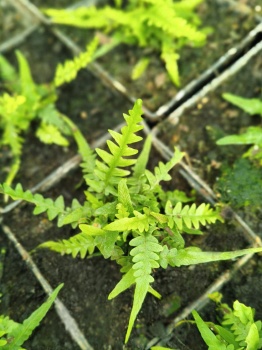 Zanokcica hebanowa - Asplenium ebenoides