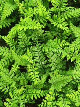 Paprotnik Makino - Polystichum makinoi