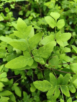 Długosz królewski - Osmunda regalis 'Purpurascens' 1