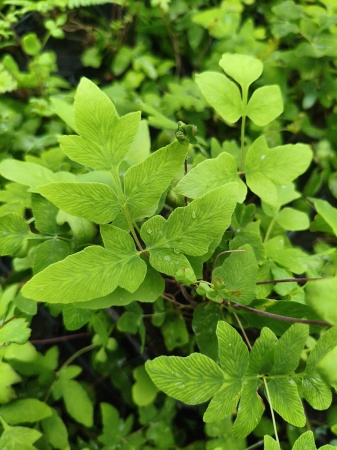 Długosz królewski - Osmunda regalis 'Purpurascens' 1