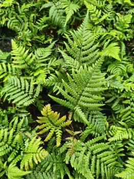 Nerecznica lepidopoda - Dryopteris lepidopoda 1.jpg