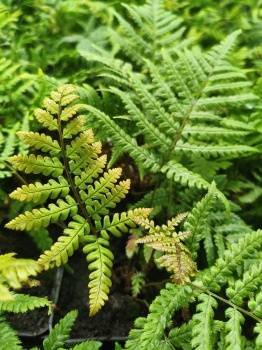 Nerecznica lepidopoda - Dryopteris lepidopoda 2.jpg